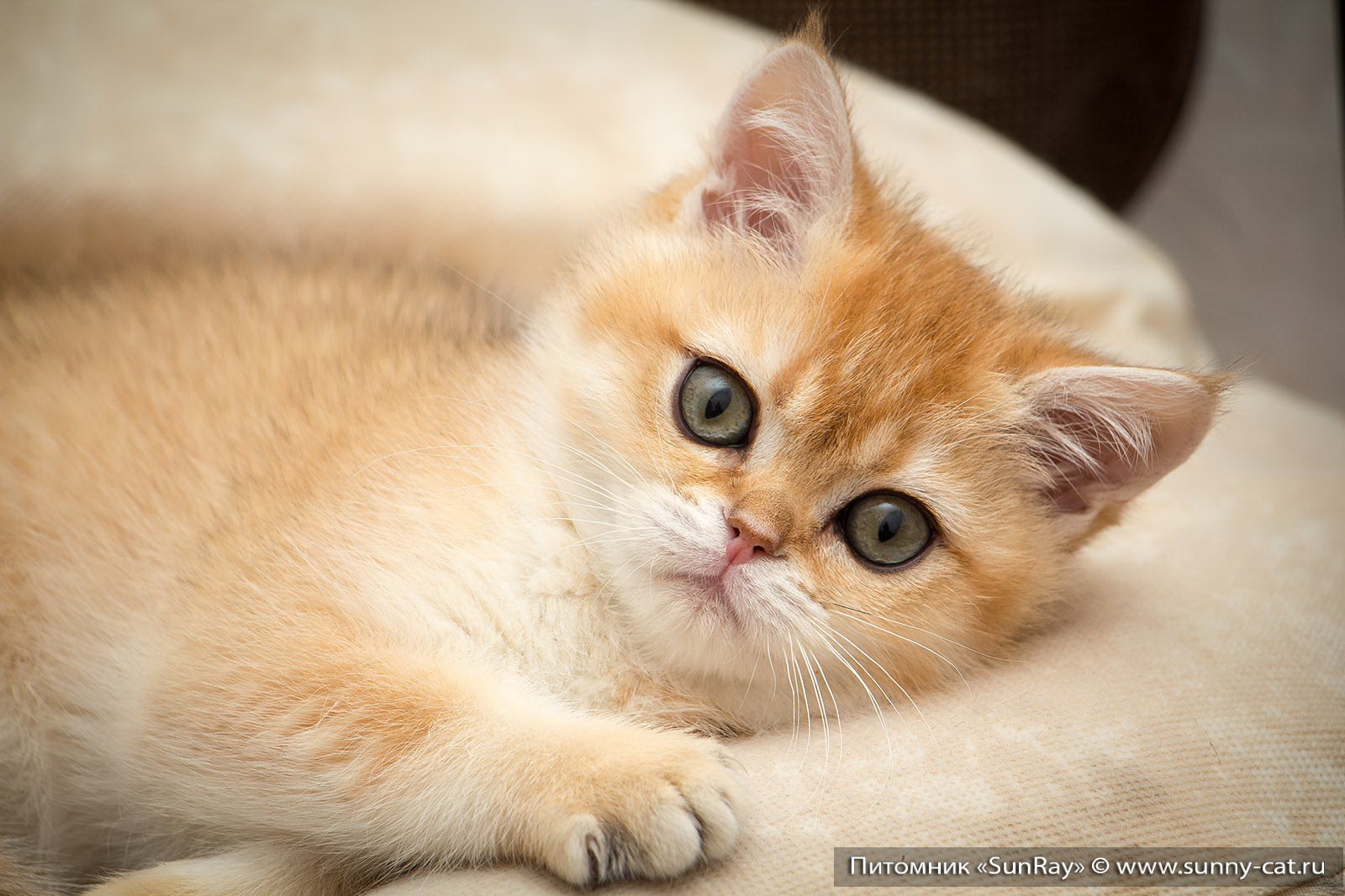 Британская кошка короткошерстная бежевая-рыжая