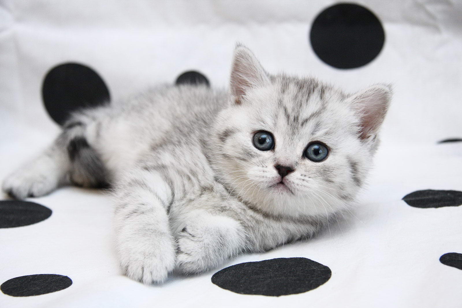 Британская кошка котята пятно на серебре