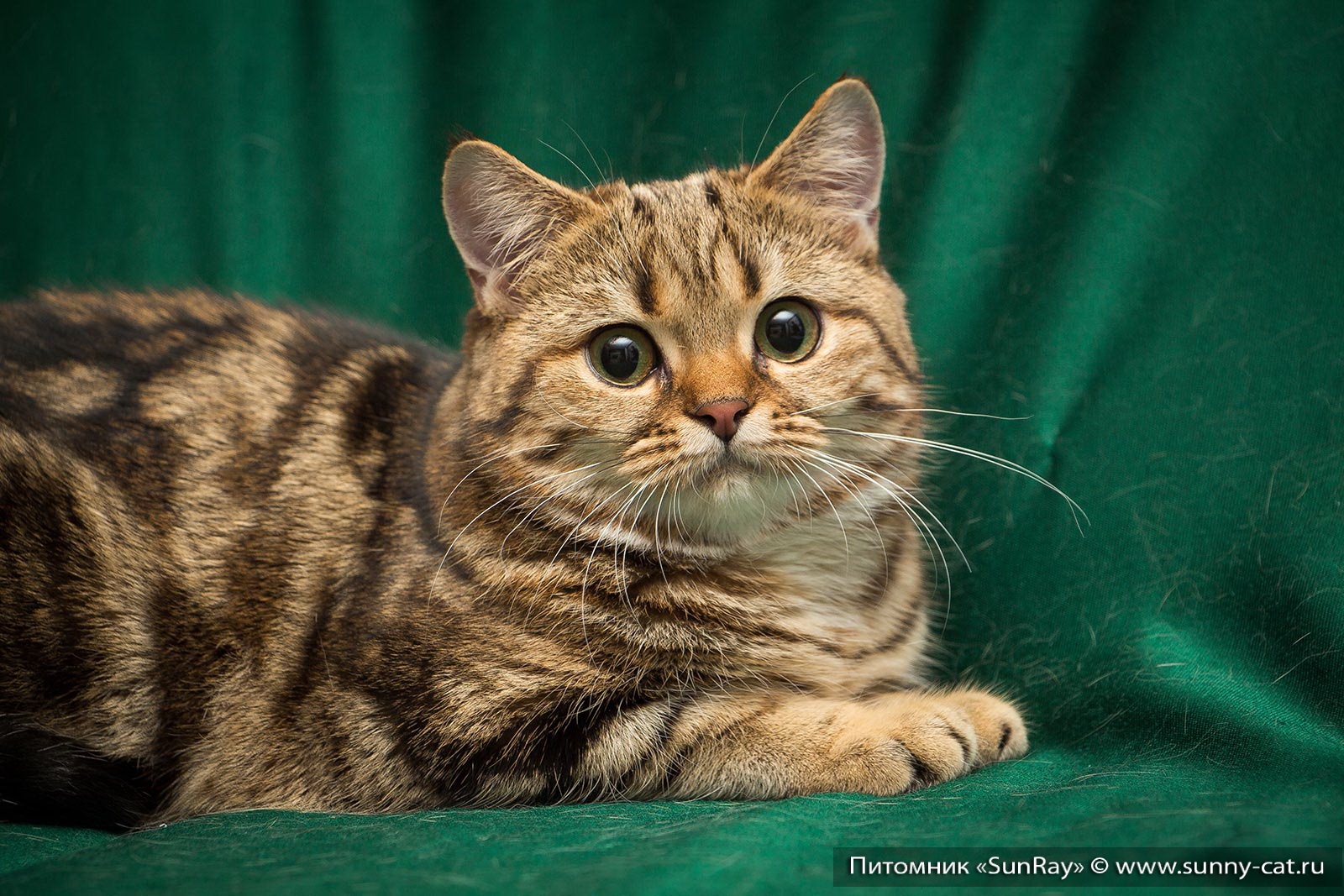 Британский короткошерстный кот золотой табби