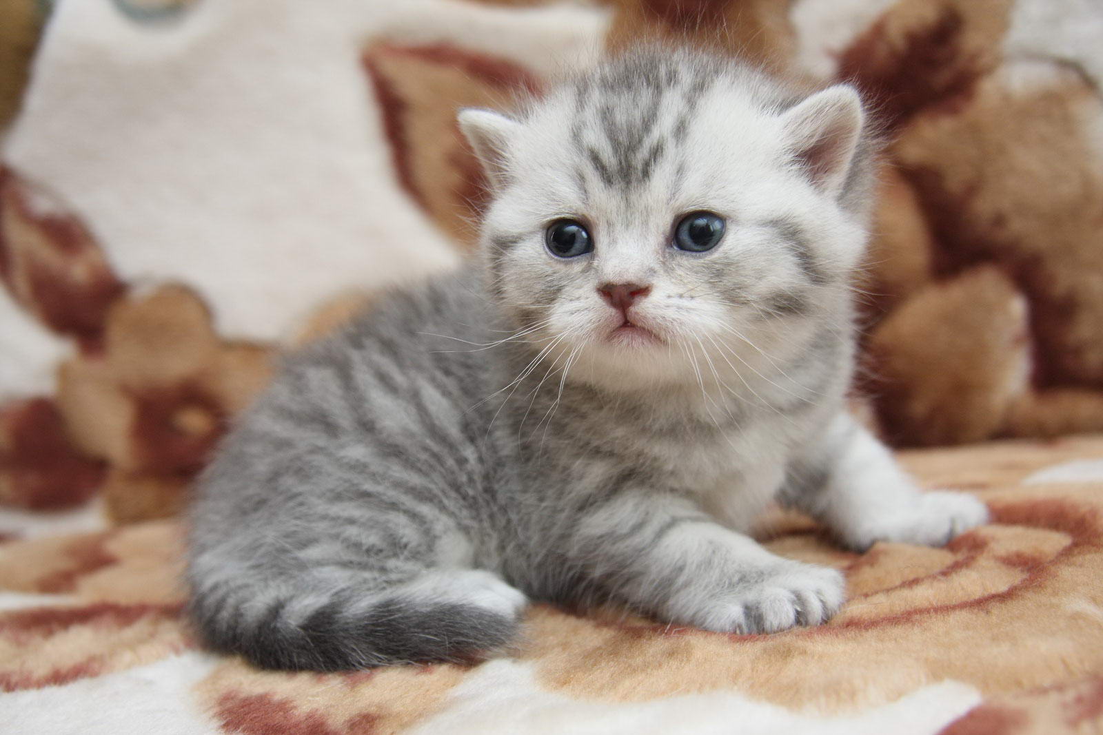 Британский котенок фото серебристый пятнистый