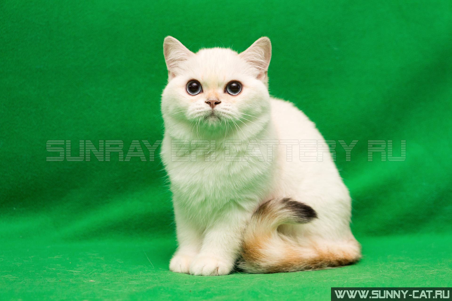 Justin для кошек. Blue Golden Shaded British Shorthairs.