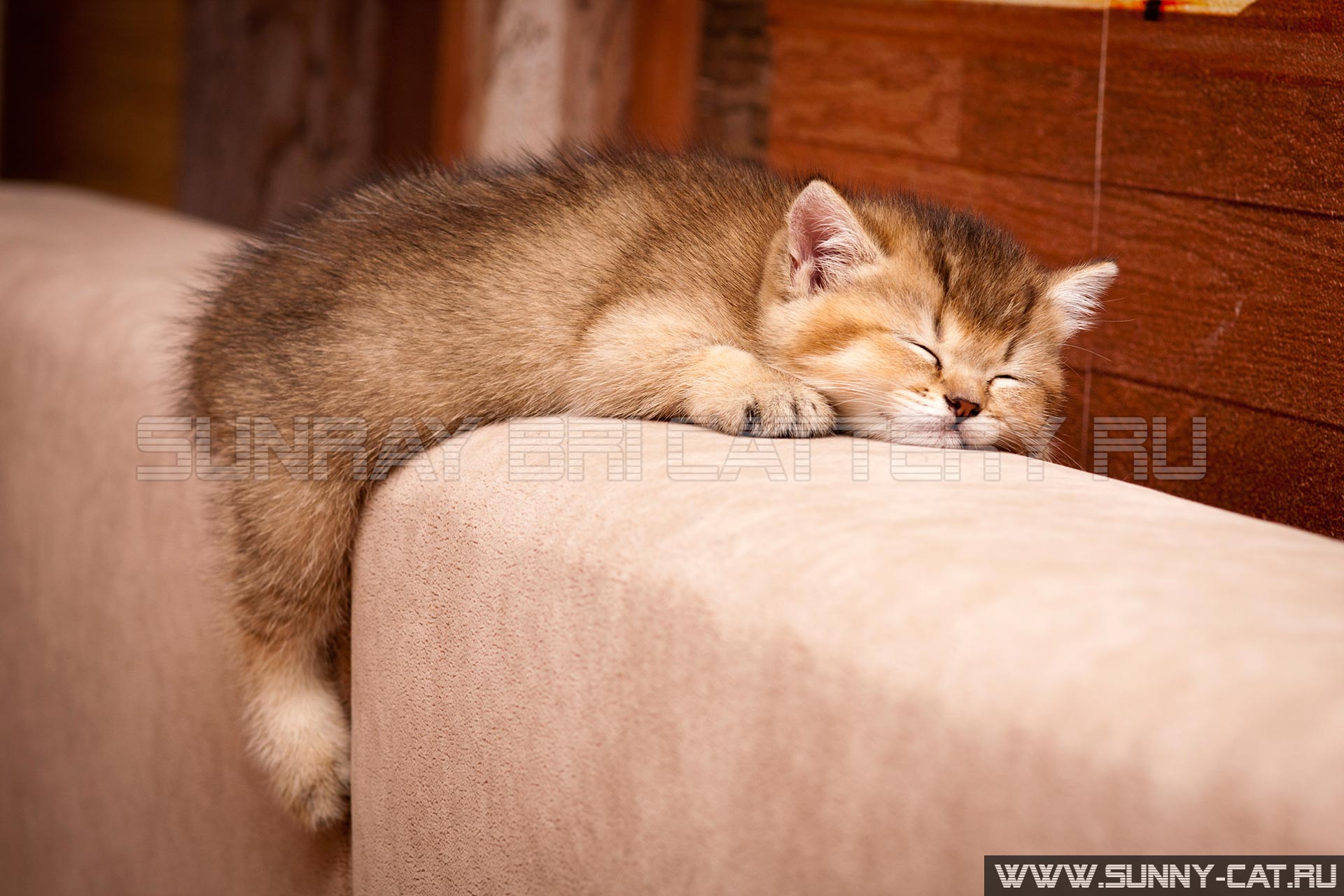 Котенок спящий на диване