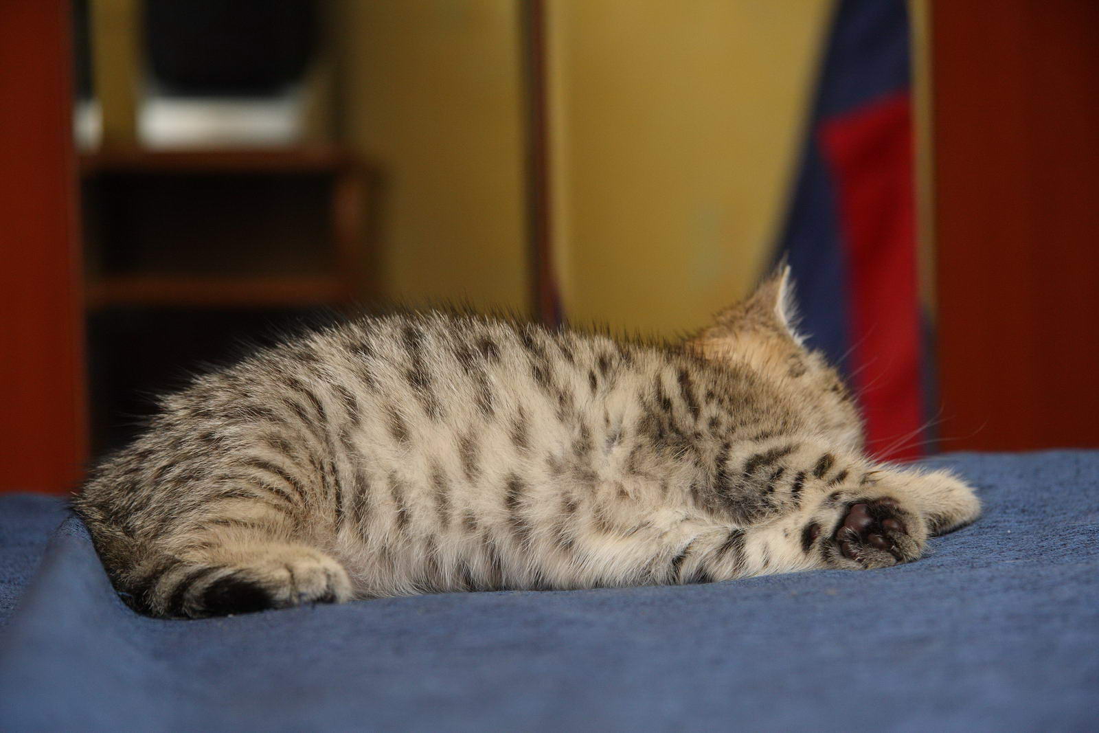 Британские полосатые коты на кровать