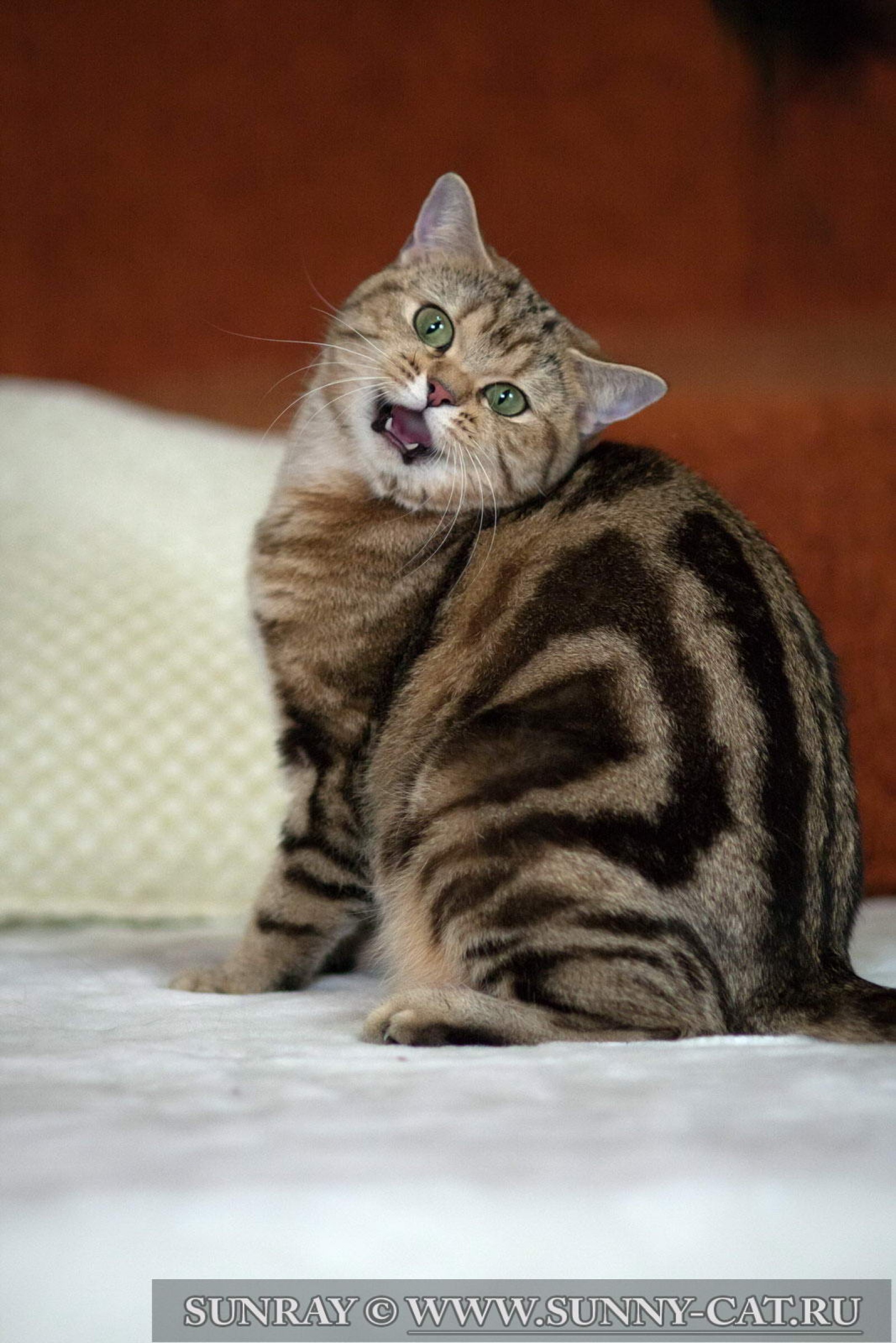Британская кошка мраморная табби