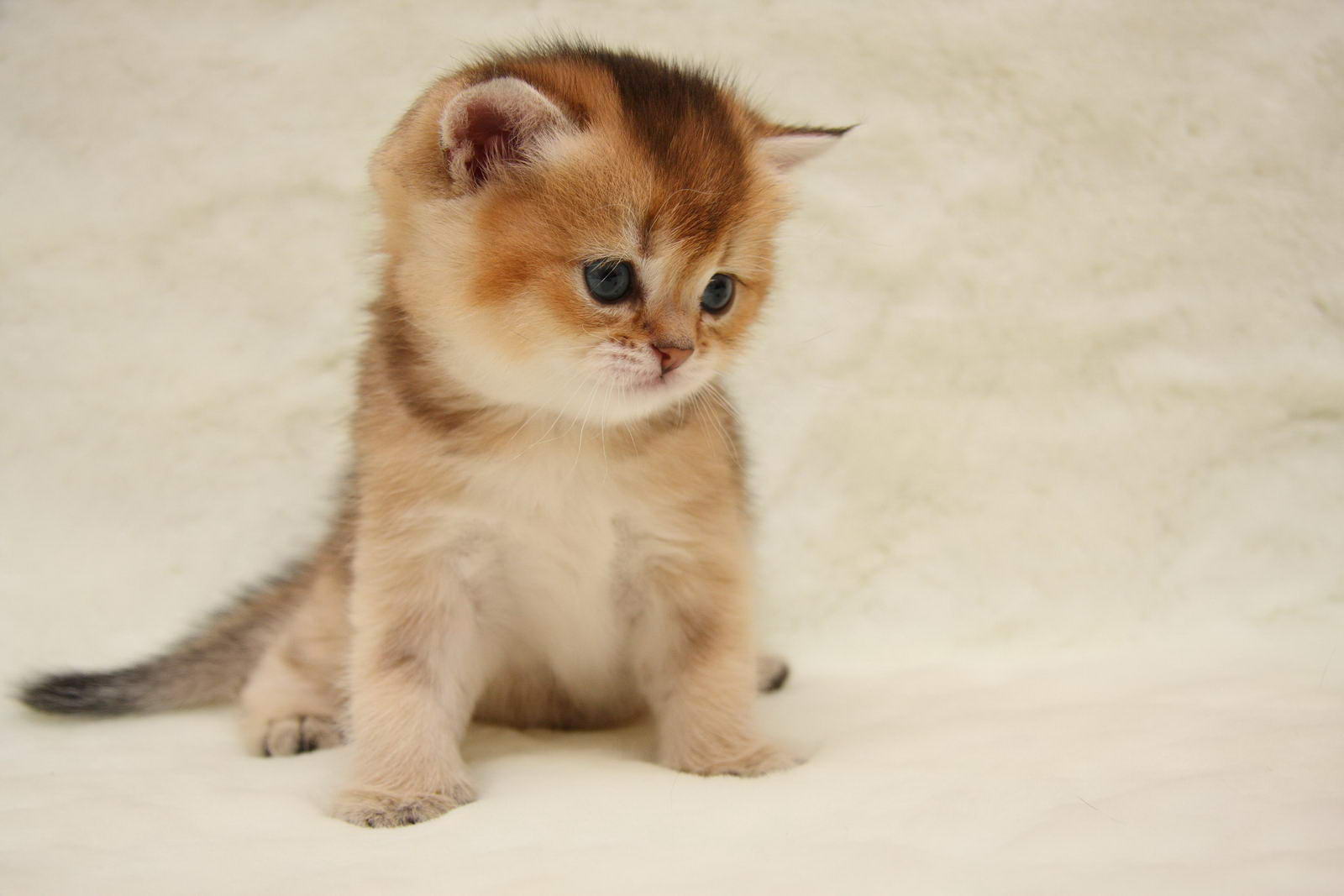 Британский короткошерстный котенок рыжий