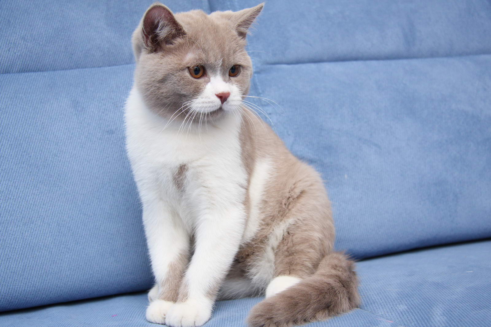 Британская короткошёрстная кошка окрасы