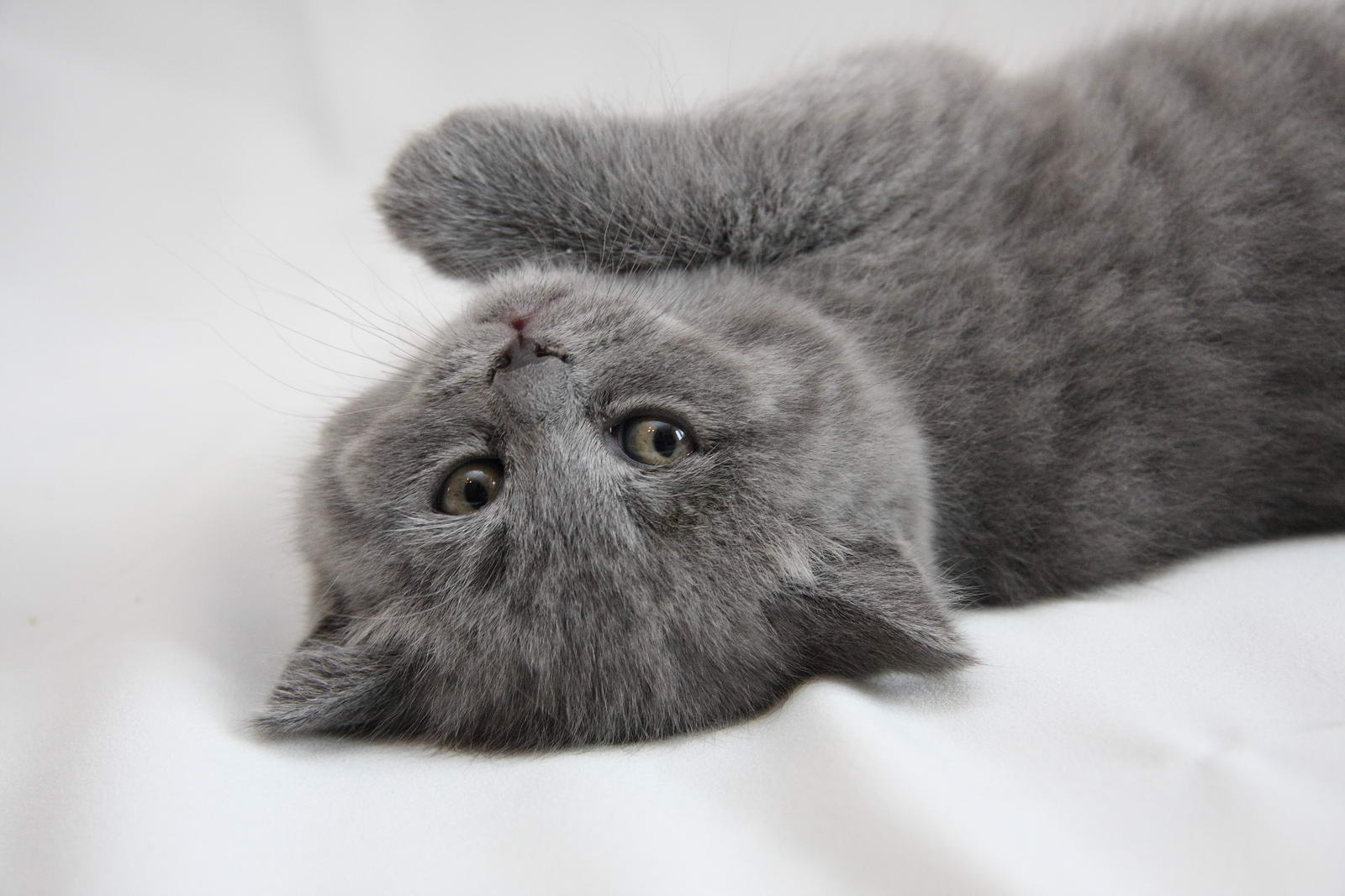 Британская вислоухая кошка фото голубая в пледе