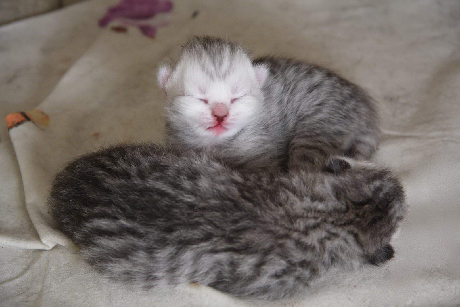 Новорожденные котята скоттиш фолд