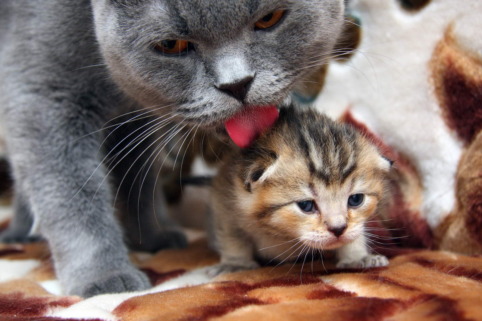 Мама кошка и котенок