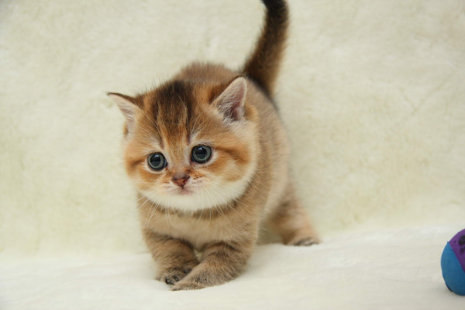 Самые милые кошки золотистые маленькие
