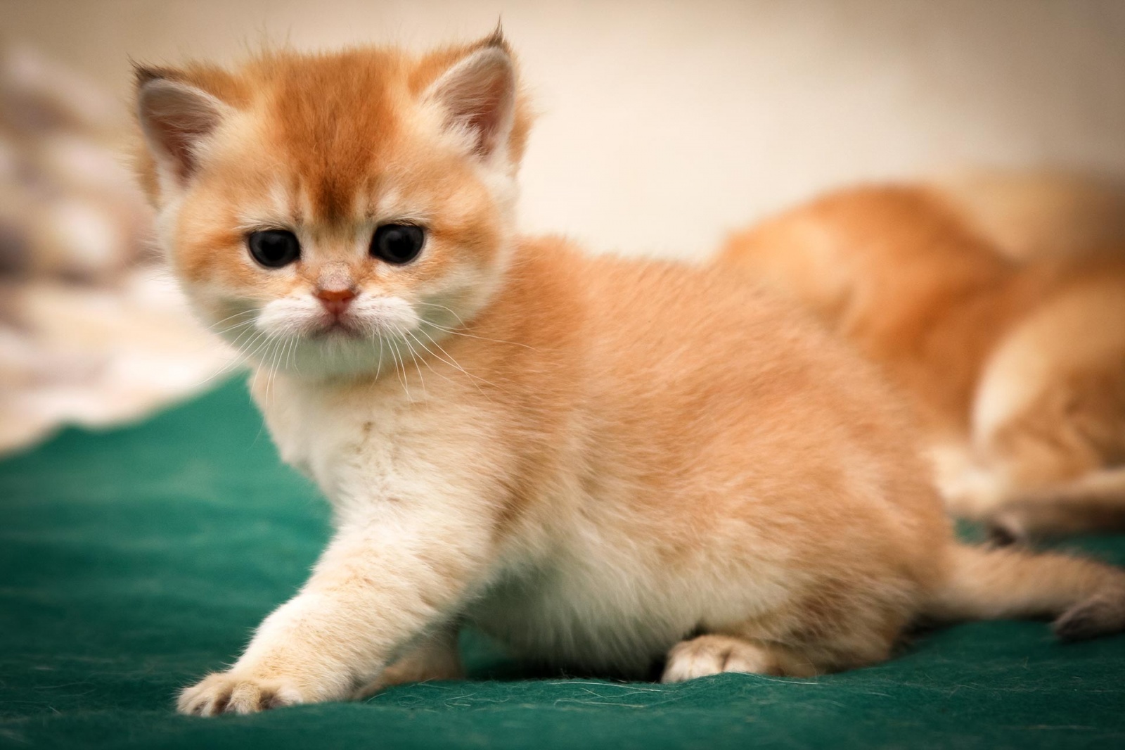 Кот британец рыжий котенок