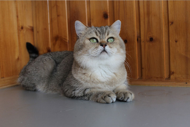 British shorthair best sale black golden ticked