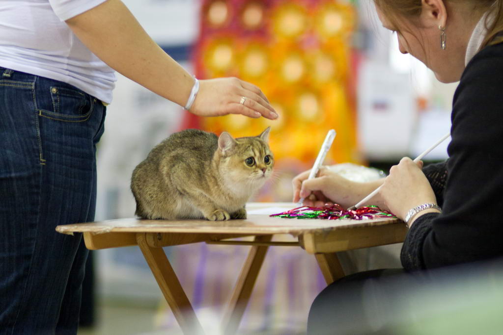 Выставка котят в москве. Выставка кошек в Москве 2022 с продажей котят. Выставка кошек в Москве 2021 с продажей котят. Выставка кошек в Москве 2020 расписание. Выставка кошек Кемерово 2022.