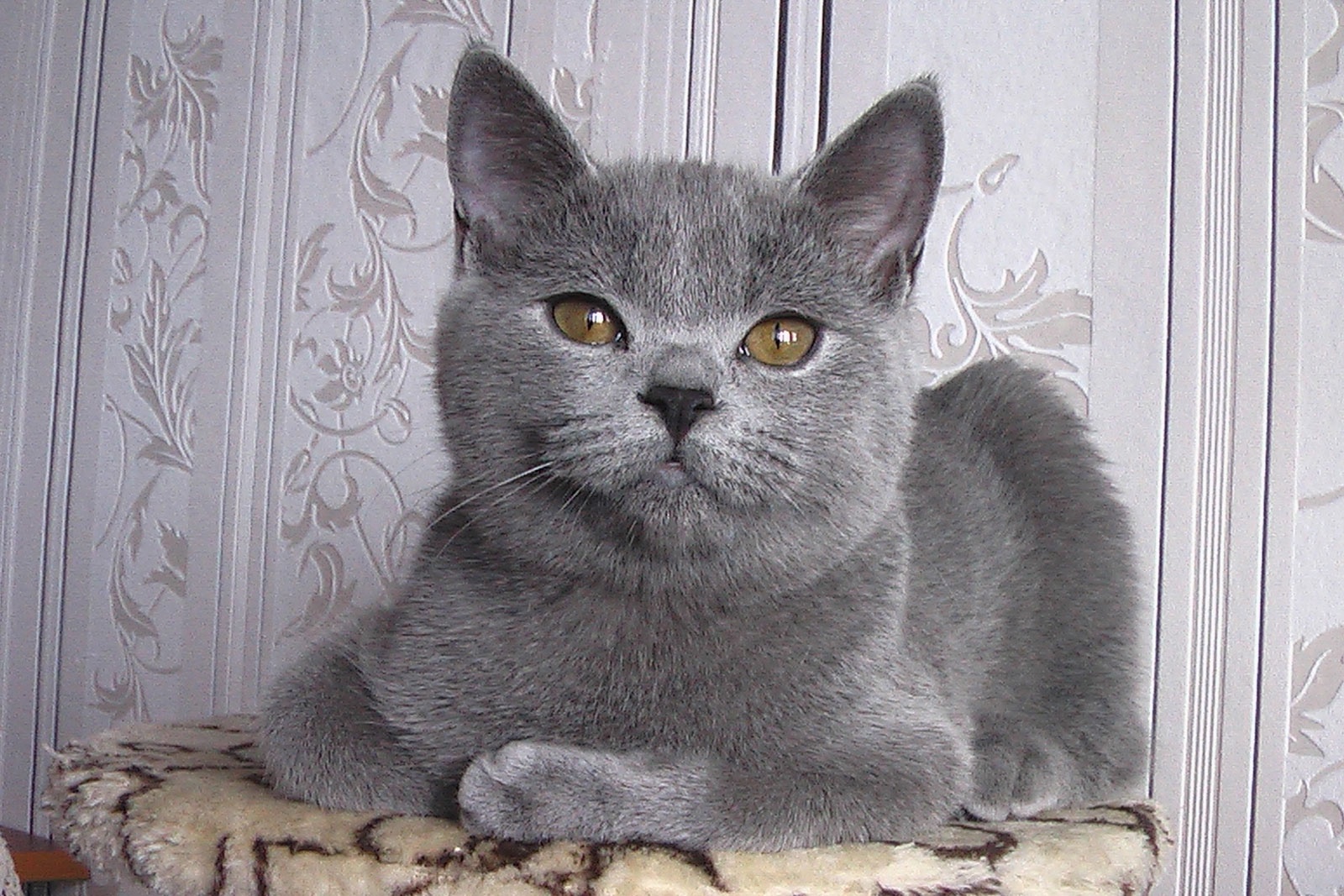 Окрас кошек британской породы с названием и фото